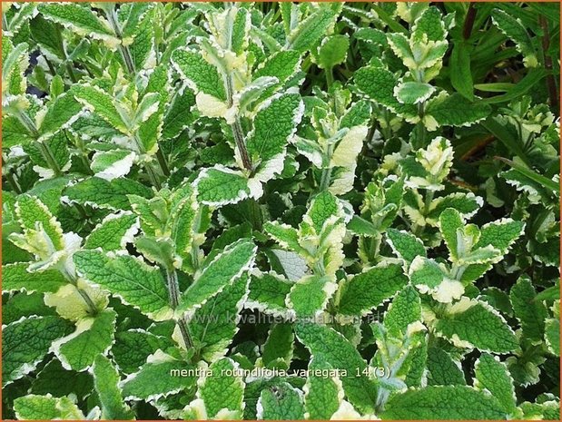 Mentha rotundifolia 'Variegata' | Wollige munt, Witte munt, Munt | Apfelminze