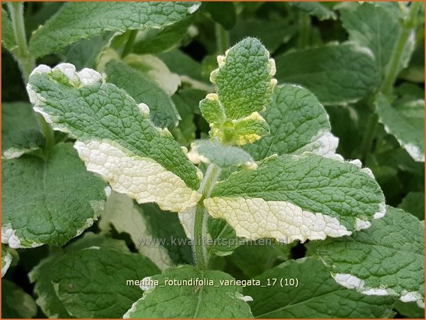 Mentha rotundifolia 'Variegata' | Wollige munt, Witte munt, Munt | Apfelminze