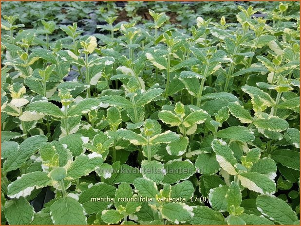 Mentha rotundifolia 'Variegata' | Wollige munt, Witte munt, Munt | Apfelminze