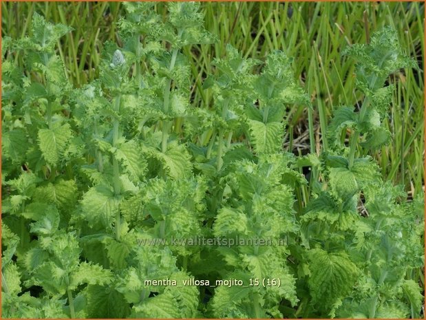 Mentha villosa 'Mojito' | Cubaanse munt, Munt | Hainminze