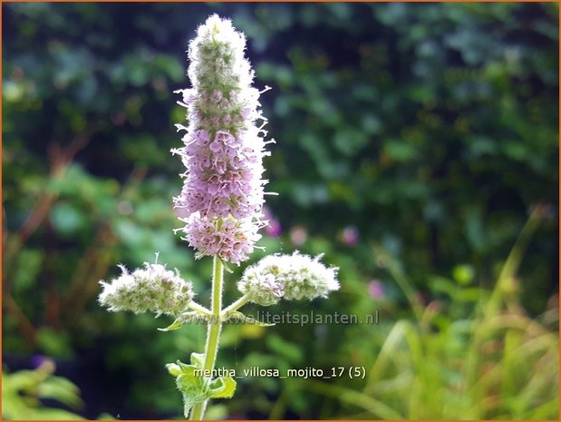 Mentha villosa 'Mojito' | Cubaanse munt, Munt | Hainminze