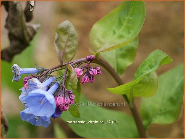 Mertensia virginica | Virginisch longkruid, Blauwklokje, Oesterblad | Virginisches Blauglöckchen