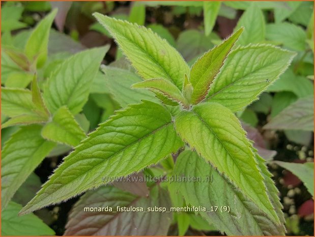 Monarda fistulosa subsp. menthifolia | Bergamotplant, Indianennetel | Minzeblättrige Indianernessel