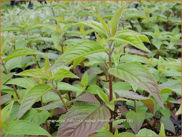 Monarda fistulosa subsp. menthifolia | Bergamotplant, Indianennetel | Minzeblättrige Indianernessel