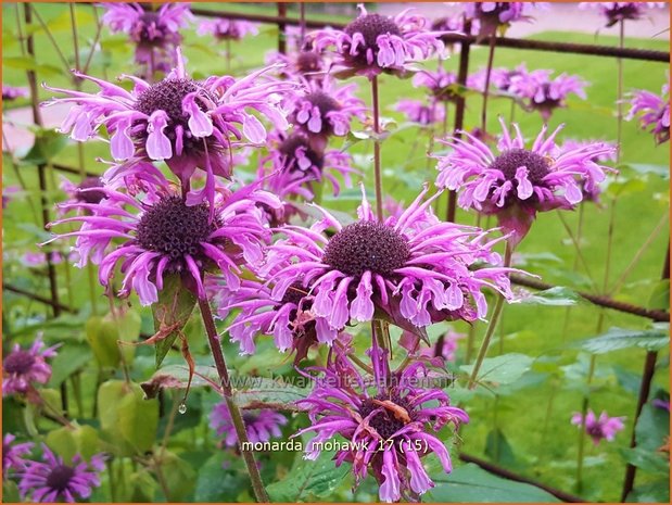 Monarda 'Mohawk' | Bergamotplant, Indianennetel | Indianernessel