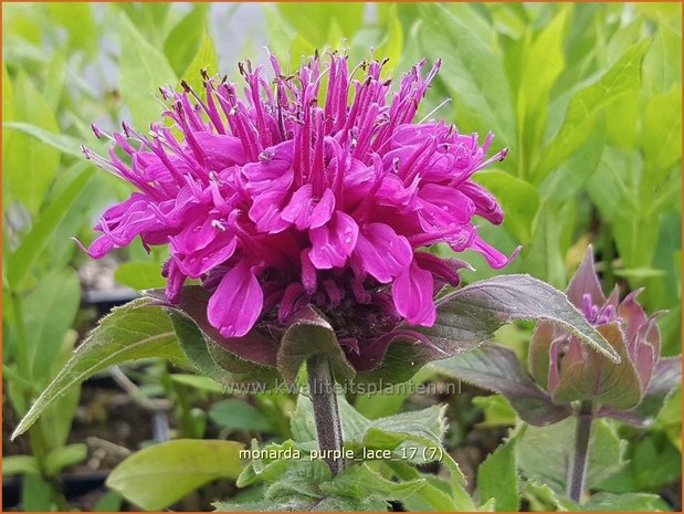 Monarda 'Purple Lace' | Bergamotplant, Indianennetel | Indianernessel