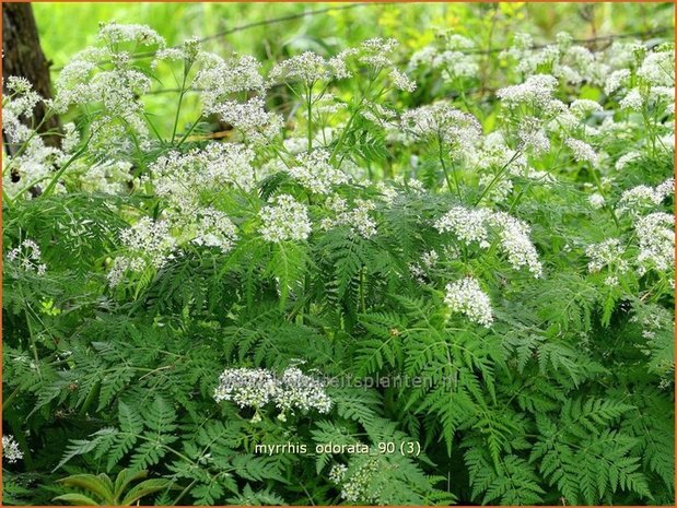 Myrrhis odorata | Roomse kervel | Süßdolde