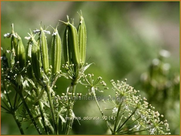 Myrrhis odorata | Roomse kervel | Süßdolde