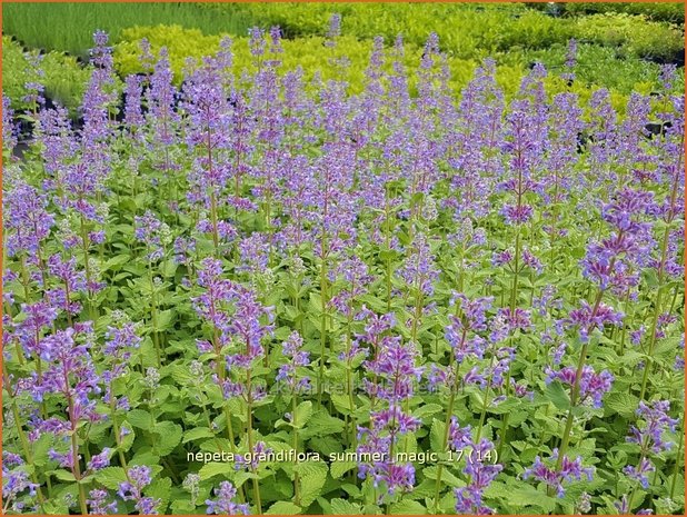 Nepeta grandiflora 'Summer Magic' | Kattenkruid | Großblütige Katzenminze