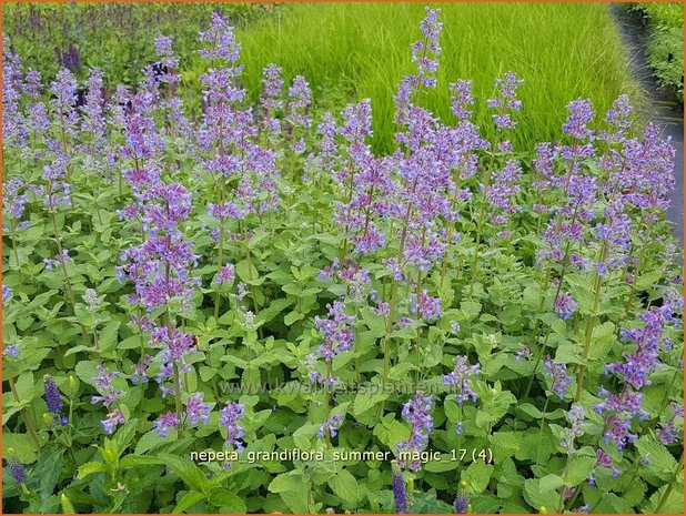 Nepeta grandiflora 'Summer Magic' | Kattenkruid | Großblütige Katzenminze