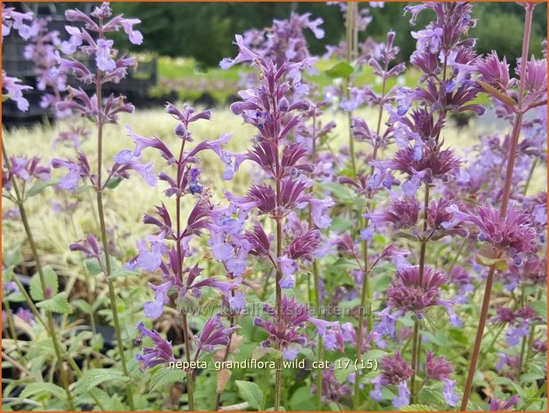 Nepeta grandiflora 'Wild Cat' | Kattenkruid | Großblütige Katzenminze