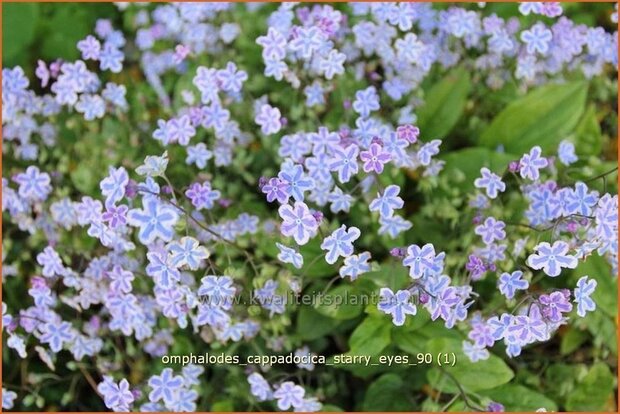 Omphalodes cappadocica 'Starry Eyes' | Amerikaans vergeet-mij-nietje, Witte onschuld | Kaukasus-Gedenkemein