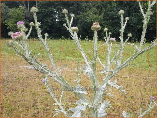 Onopordum nervosum | Wegdistel, Ezelsdistel | Eselsdistel