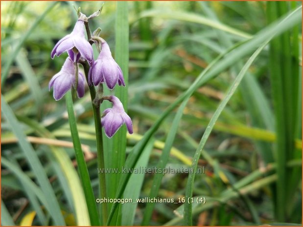 Ophiopogon wallichianus | Slangenbaard | Schlangenbart