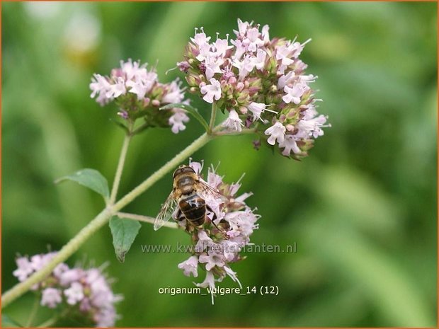 Origanum vulgare | Oregano, Marjolein, Majoraan | Gewöhnlicher Dost