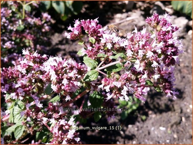 Origanum vulgare | Oregano, Marjolein, Majoraan | Gewöhnlicher Dost