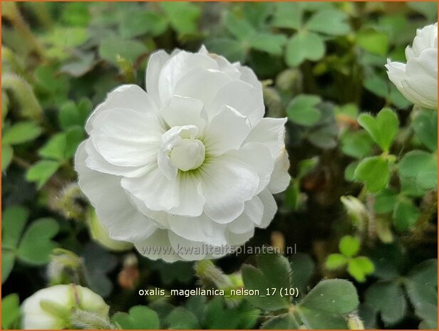 Oxalis magellanica 'Nelson' | Klaverzuring | Sauerklee