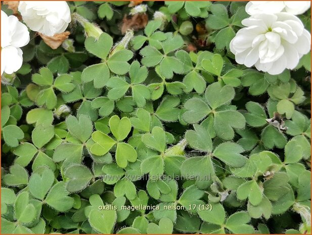 Oxalis magellanica 'Nelson' | Klaverzuring | Sauerklee