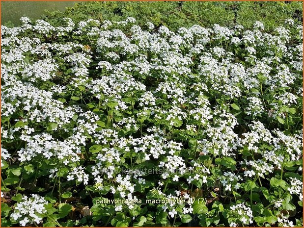 Pachyphragma macrophylla | Großblättriges Scheinschaumkraut