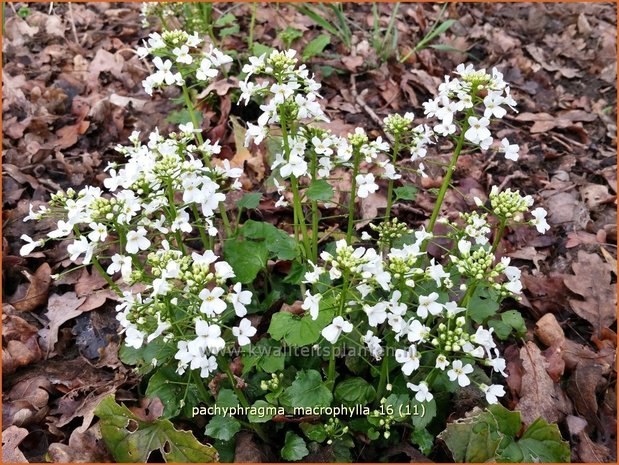 Pachyphragma macrophylla | Großblättriges Scheinschaumkraut