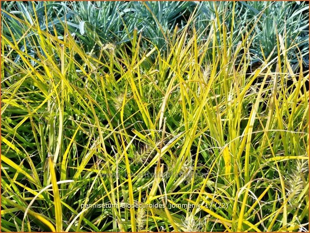 Pennisetum alopecuroides 'Jommenik' | Lampenpoetsersgras, Borstelveergras | Lampenputzergras