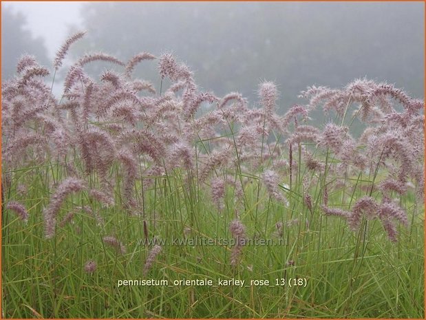 Pennisetum orientale 'Karley Rose' | Lampenpoetsersgras, Borstelveergras | Orientalisches Lampenputzergras