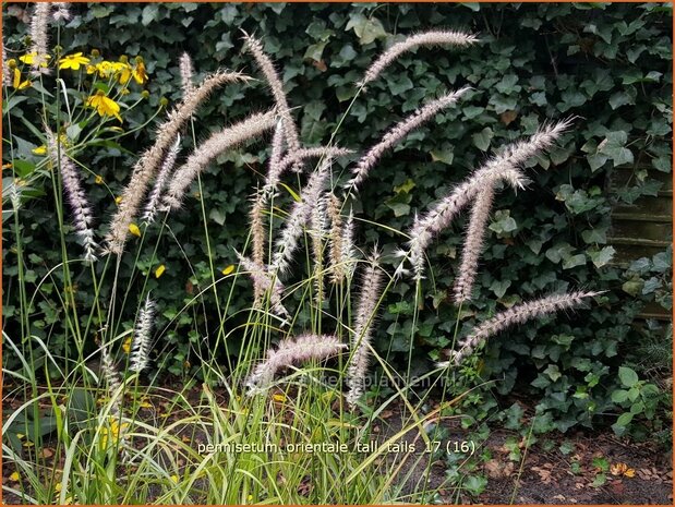 Pennisetum orientale 'Tall Tails' | Lampenpoetsersgras, Borstelveergras | Orientalisches Lampenputzergras