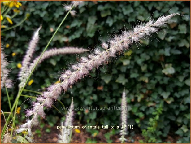 Pennisetum orientale 'Tall Tails' | Lampenpoetsersgras, Borstelveergras | Orientalisches Lampenputzergras
