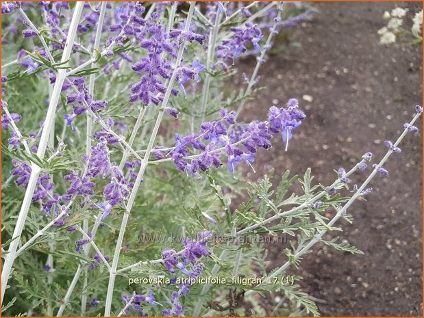 Perovskia atriplicifolia 'Filigran' | Russische salie, Blauwspirea, Reuzenlavendel | Meldeblättrige Blauraute