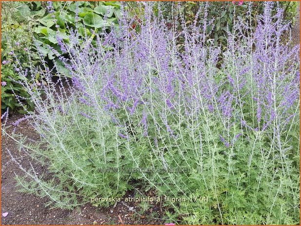 Perovskia atriplicifolia 'Filigran' | Russische salie, Blauwspirea, Reuzenlavendel | Meldeblättrige Blauraute