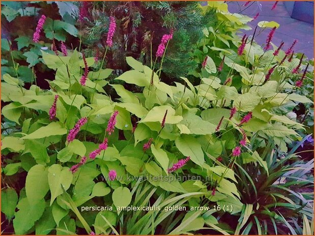 Persicaria amplexicaulis 'Golden Arrow' | Adderwortel, Duizendknoop | Kerzenkn&ouml;terich