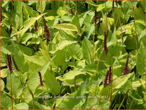 Persicaria amplexicaulis 'Golden Arrow' | Adderwortel, Duizendknoop | Kerzenkn&ouml;terich
