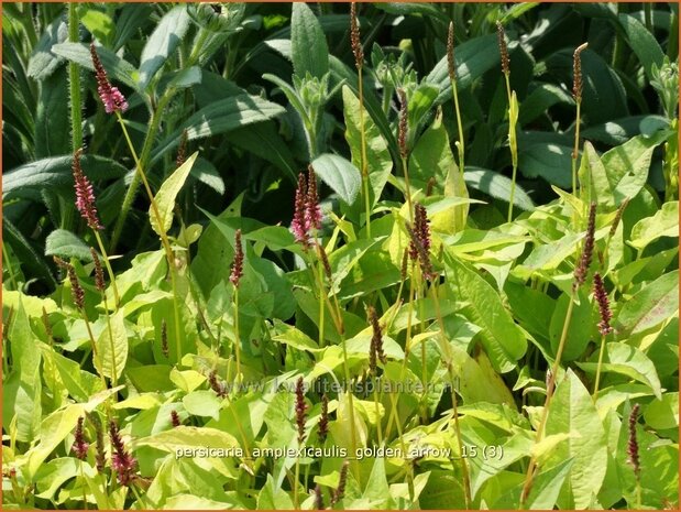 Persicaria amplexicaulis 'Golden Arrow' | Adderwortel, Duizendknoop | Kerzenknöterich