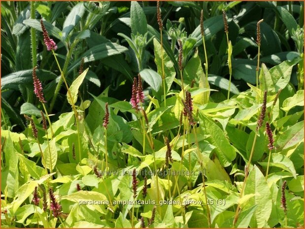 Persicaria amplexicaulis 'Golden Arrow' | Adderwortel, Duizendknoop | Kerzenkn&ouml;terich