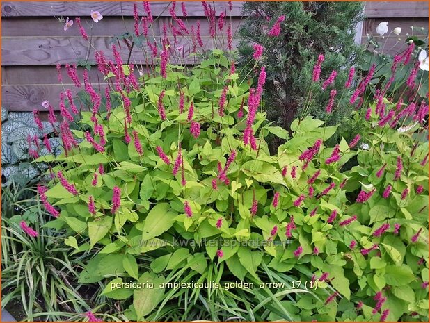 Persicaria amplexicaulis 'Golden Arrow' | Adderwortel, Duizendknoop | Kerzenkn&ouml;terich