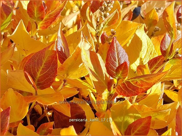 Persicaria kahil | Duizendknoop | Weißer Kissen-Knöterich