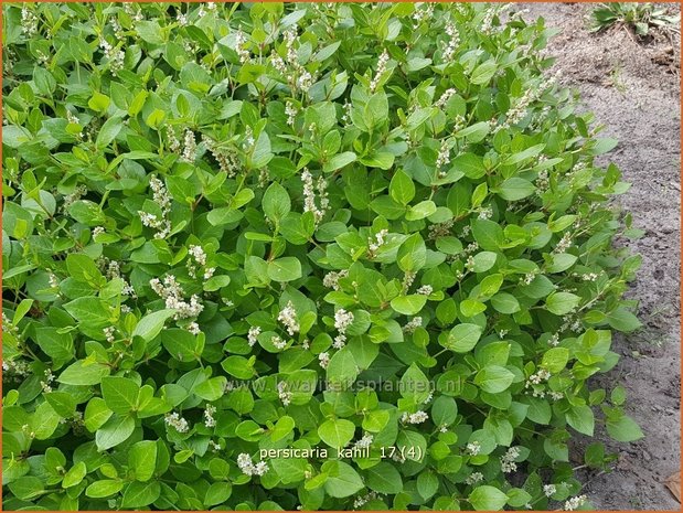 Persicaria kahil | Duizendknoop | Weißer Kissen-Knöterich