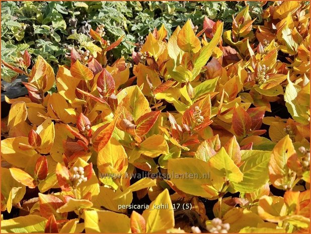 Persicaria kahil | Duizendknoop | Weißer Kissen-Knöterich