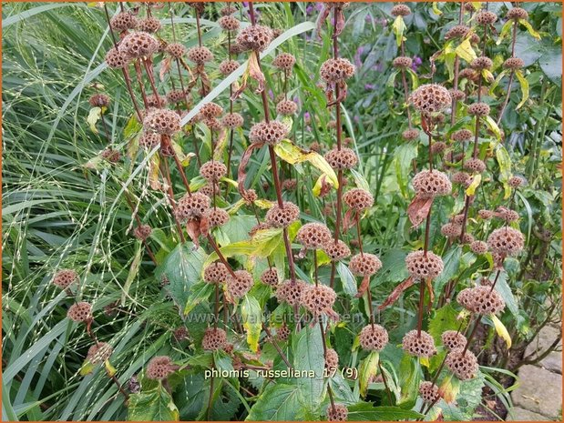 "Phlomis russeliana | Brandkruid | Syrisches Brandkraut "