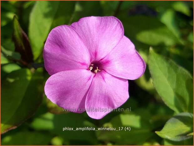 Phlox amplifolia 'Winnetou' | Grootbladige vlambloem, Vlambloem, Flox, Floks | Großblättrige Flammenblume | Large-L