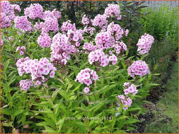 Phlox 'Bright Eyes' | Hoge vlambloem, Vlambloem, Flox, Floks | Hohe Flammenblume