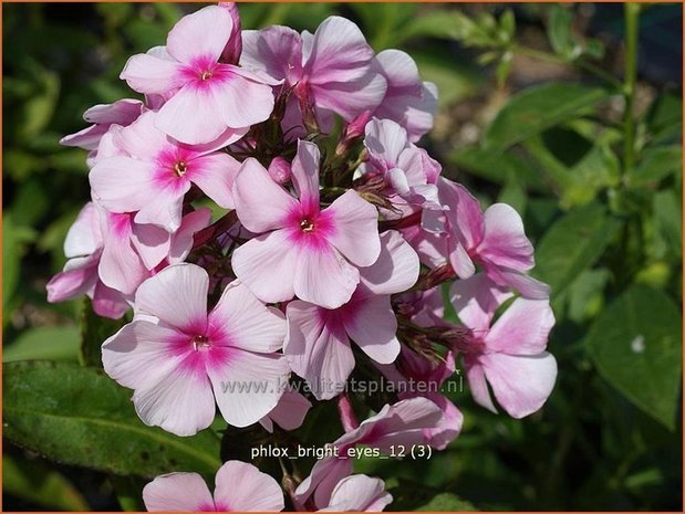 Phlox 'Bright Eyes' | Hoge vlambloem, Vlambloem, Flox, Floks | Hohe Flammenblume