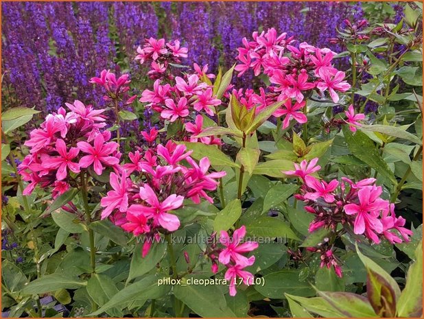 Phlox 'Cleopatra' | Hoge vlambloem, Vlambloem, Flox, Floks | Hohe Flammenblume