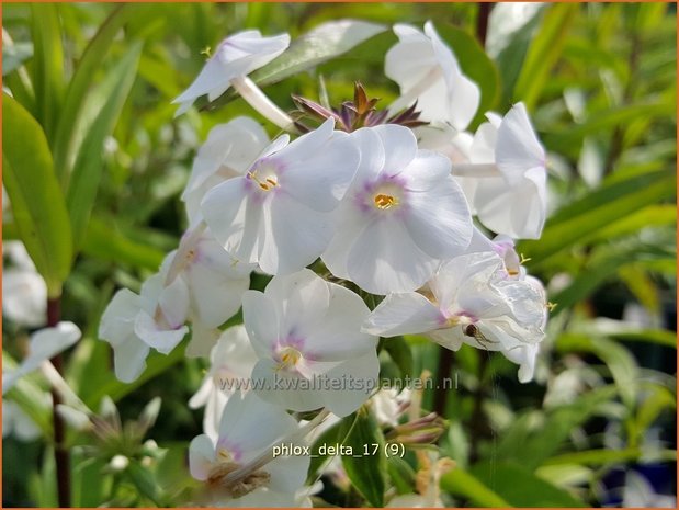 Phlox 'Delta' | Hoge vlambloem, Vlambloem, Flox, Floks | Hohe Flammenblume