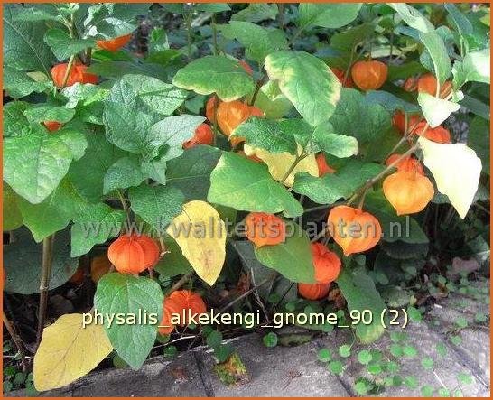 Physalis alkekengi 'Gnome' | Lampionplant, Jodenkers | Lampionblume