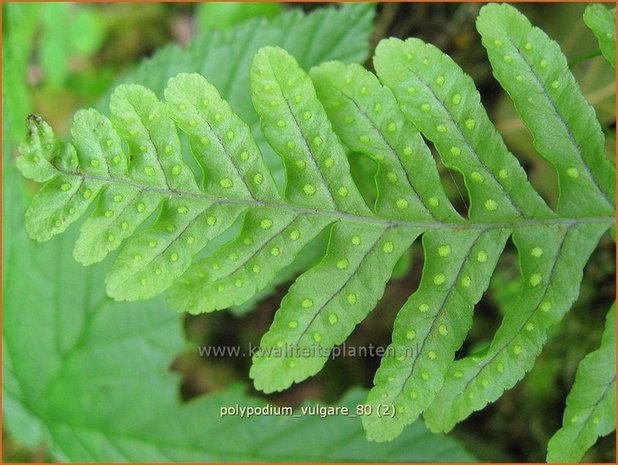 Polypodium vulgare | Eikvaren | Engelsüß