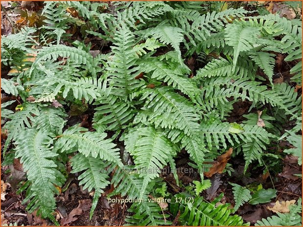 Polypodium vulgare | Eikvaren | Engelsüß