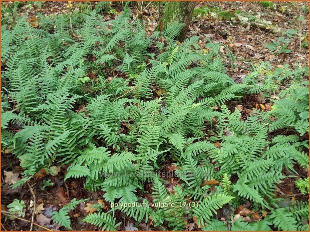 Polypodium vulgare | Eikvaren | Engelsüß