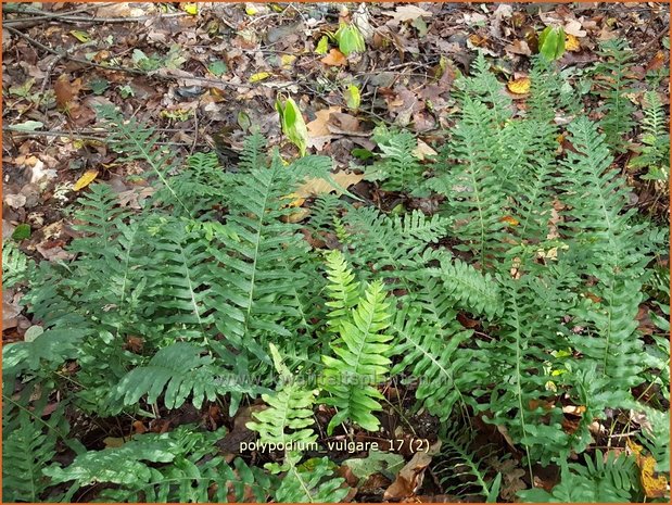 Polypodium vulgare | Eikvaren | Engelsüß