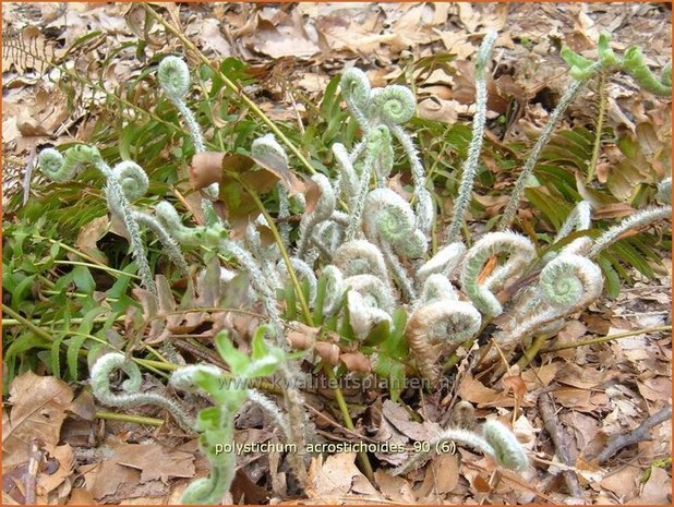 Polystichum acrostichoides | Naaldvaren | Amerikanischer Weihnachtsfarn